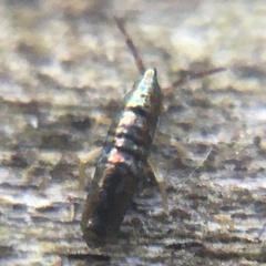 Lepidocyrtus paradoxus