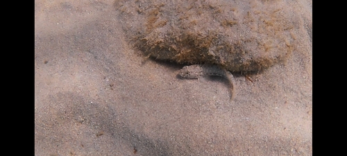 Black Goby