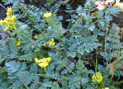 Lomatium hallii
