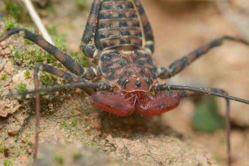 Phrynus operculatus
