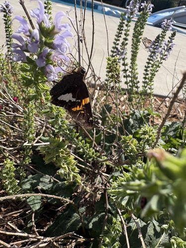 Silver-spotted Skipper