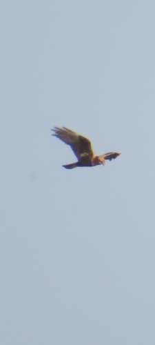 Western Marsh Harrier