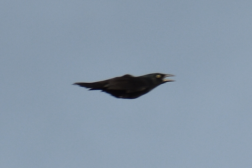 Common Grackle