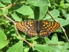 Euphydryas intermedia