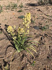 Toxicoscordion paniculatum