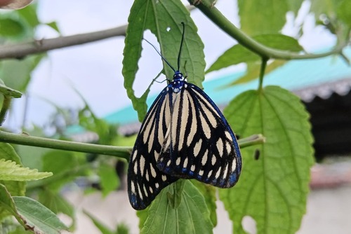 Drury's Jewel