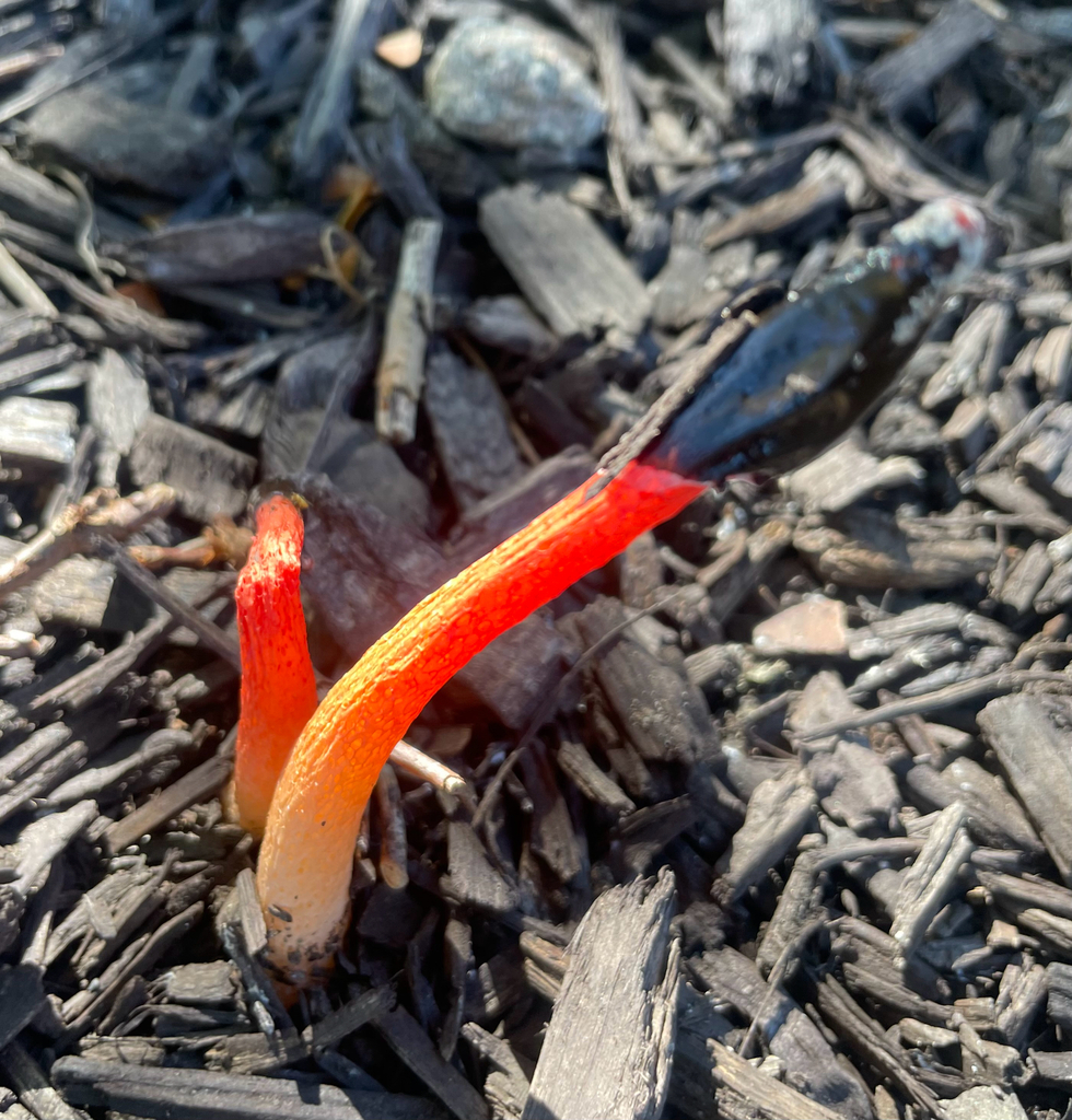 Wrinkly Stinkhorn · September 2026 · photo: Photo: no rights reserved · iNaturalist