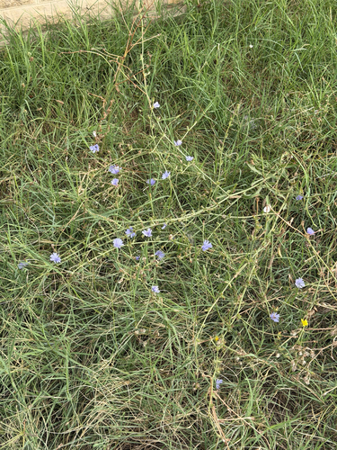 chicory