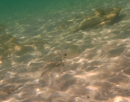 White Sea Bream