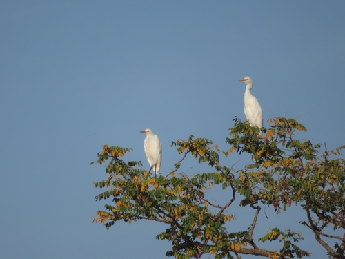 Western Cattle-Egret