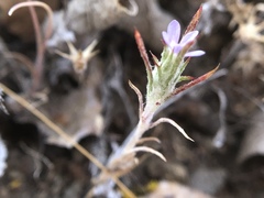 Eriastrum tracyi