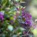 Fuchsia paniculata paniculata - Photo (c) Johannes, μερικά δικαιώματα διατηρούνται (CC BY-NC-ND), uploaded by Johannes