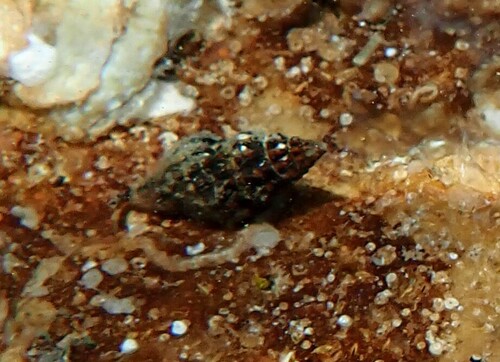 Aplus dorbignyi observed 2026-08-24