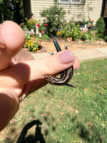 Common Five-lined Skink