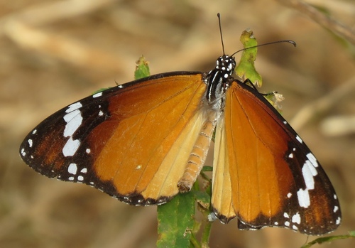 Plain Tiger Butterfly