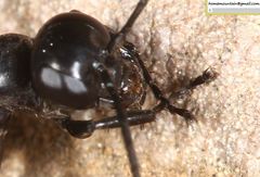 Arachnospila
