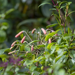 Bomarea costaricensis