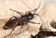 Arachnospila