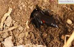 Arachnospila