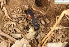 Arachnospila