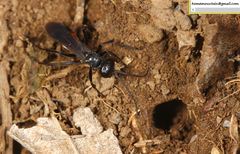 Arachnospila