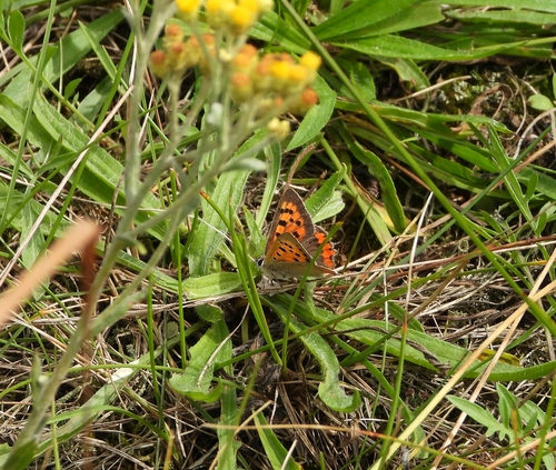 Small Copper