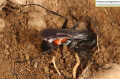 Arachnospila