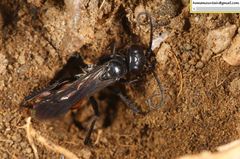 Arachnospila
