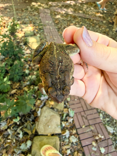 Fowler's Toad