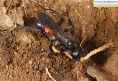 Arachnospila