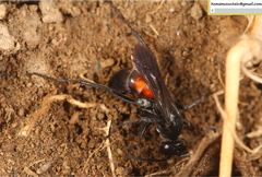 Arachnospila