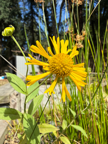 common sneezeweed