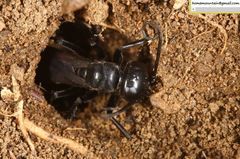 Arachnospila
