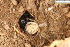 Arachnospila