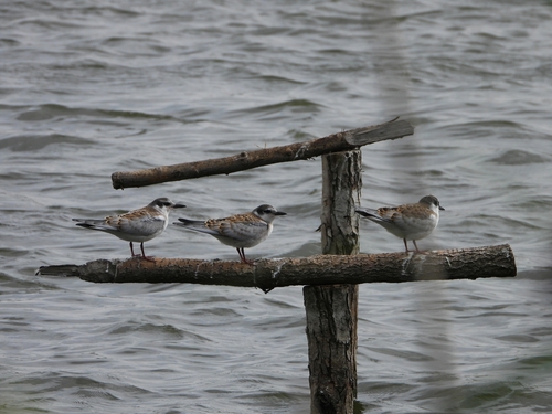iNaturalist image