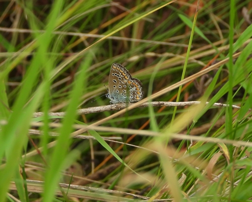 Common Blue