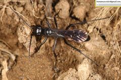 Arachnospila