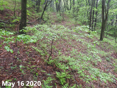 Symplocos paniculata