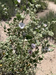 Malacothamnus marrubioides