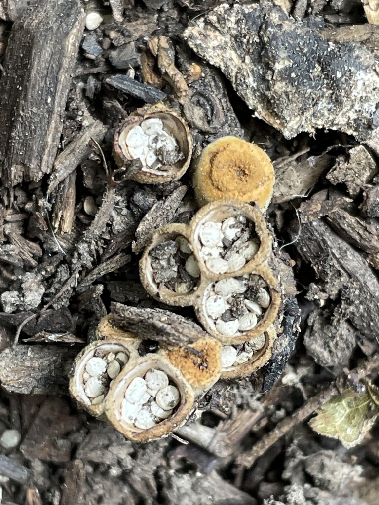 common bird's nest fungus · September 2026 · photo: Photo: (c) Mical, some rights reserved (CC BY) · iNaturalist