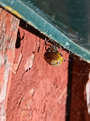 Marbled Orbweaver