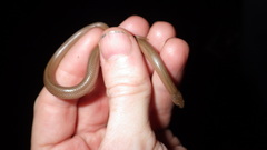 Virginia valeriae elegans