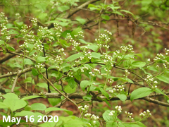 Symplocos paniculata