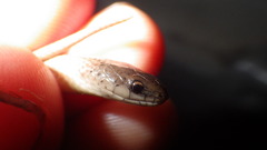 Virginia valeriae elegans