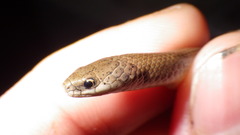 Virginia valeriae elegans