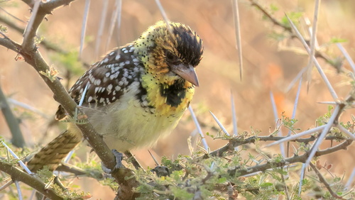 iNaturalist image