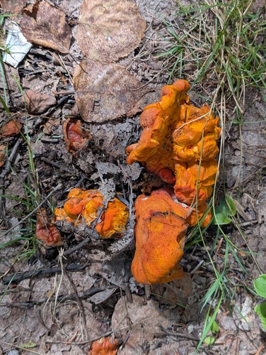 lobster mushroom