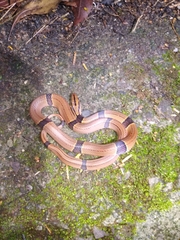 Oreocryptophis porphyraceus