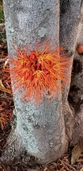 Brownea coccinea
