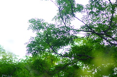 Libidibia sclerocarpa